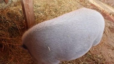 Şirin, minyatür bir domuz, saman dolu ortamını keşfediyor. Arkadaşça ve eğlenceli doğasını gururla sergiliyor.