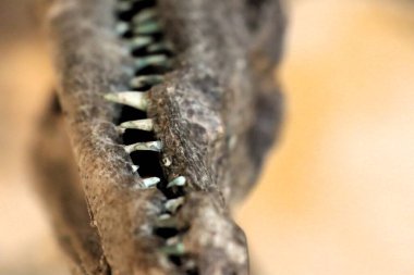 Keskin dişlerini ve benzersiz dokularını sergileyen bir timsah kafatasının karmaşık ve ayrıntılı tasviri.