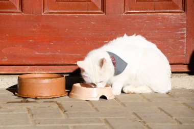 Güzel, beyaz bir kedi şık, gri bir bandana ile güneşli bir çevrede yemeğin tadını çıkarıyor.