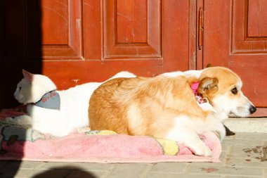 Neşeli bir Corgi ve pofuduk beyaz bir kedi rahat bir halının üzerinde günün sıcak ve huzurlu güneşinin tadını çıkarıyorlar.
