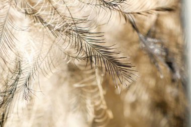 Yumuşak, narin tüy benzeri iplikçiklerin detaylı bir görüntüsü ve doğal ışık dokusunu vurguluyor..