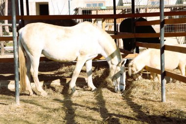 İki at güneşli, sakin ve huzurlu bir ahır atmosferini mükemmel bir şekilde gösteren parlak bir ahırda otluyor.