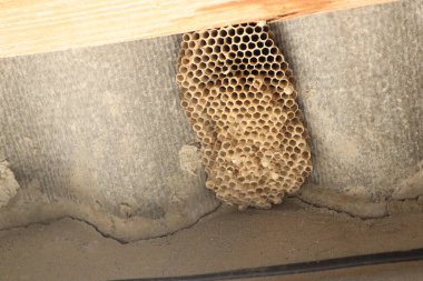 A detailed look at a honeycomb nest hidden in an attic, showcasing natural architecture and bee activity. clipart