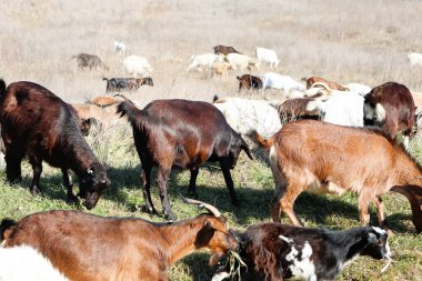 Bir grup inek ve keçi, geniş ve yemyeşil bir arazide huzur içinde otluyor.