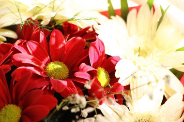 Canlı bir buket kırmızı papatya ve zarif beyaz çiçekler. Kutlamalar ve özel günler için ideal.