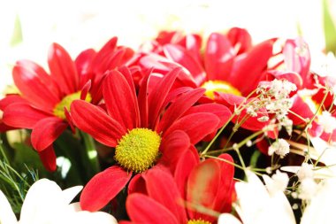 Zarif dolgularla birlikte güzel kırmızı papatyalardan oluşan çarpıcı ve canlı bir buket. Her durum için mükemmel.