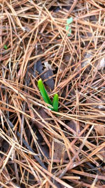 Çam iğnelerinden oluşan bir yataktan çıkan canlı yeşil bitki, doğadaki büyüme ve esnekliği sembolize ediyor..