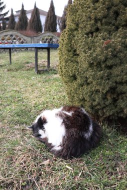 Yumuşak bir kedi çimenlerin üzerinde huzur içinde yatar, canlı yeşillikler ve yakınlardaki banklarla çevrili, manzaranın tadını çıkarır.