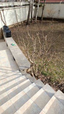 Büyüleyici bir bahçe sahnesinde ilginç taş basamaklar ve yemyeşil bir alana güzelce yerleştirilmiş hareketsiz bir çalı bulunur.