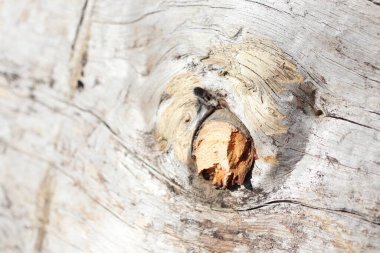 Bu ağaç kabuğunun detaylı ve yakın bir görüntüsüdür. Karmaşık dokularla birlikte doğal bir düğüm sergiler.