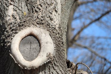 Dalgalı mavi gökyüzünün altında belirgin ve karmaşık bir kabuk deseni belirten bir ağaç gövdesinin yakın görüntüsü
