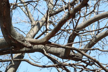 Görüntü, parlak mavi gökyüzüne karşı yapraksız, karmaşık bir şekilde bükülmüş ağaç dallarının yakın görüntüsünü sağlıyor.