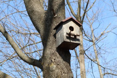 Tuhaf ve büyüleyici bir kuş evi güzel bir şekilde uzun bir ağaca tünemiş, çeşitli kuşları evine davet ediyor.