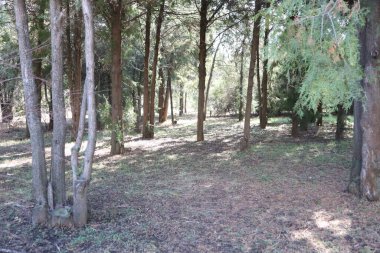 Huzurlu ve sakin bir orman sahnesi görkemli uzun ağaçlar ve yerde parlayan benekli güneş ışığı.