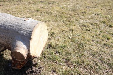 Yeni kesilmiş bir ağaç kütüğü çimenli bir tarlada uzanıyor, parlak gökyüzünün altında gün ışığında güneşleniyor.