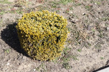 Belirgin şekilli bir kutuya benzeyen çalılık, titiz bir peyzaj ile çok güzel bir şekilde sergileniyor.