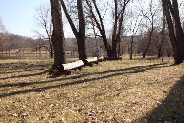 Huzurlu bir açık hava sahnesi huzurlu bir park ortamında çıplak ağaçlarla çevrili taşra kütükleri sergileniyor.
