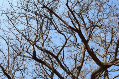 Üzerlerindeki parlak mavi gökyüzüne çarpıcı bir şekilde uzanan çıplak ağaç dallarının çarpıcı bir görüntüsü.