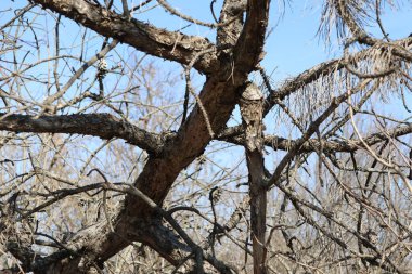 Çürüyen bir ağacın karmaşık, çıplak dallarının parlak mavi gökyüzüne yakın bir görüntüsü.