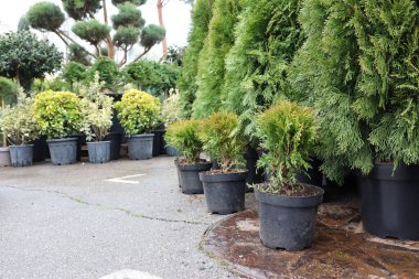 Parlak bir fidanlıkta çok güzel yerleştirilmiş saksı bitkileri, şaşırtıcı çeşitlilikte yeşillik ve eşsiz türler sergiliyorlar.