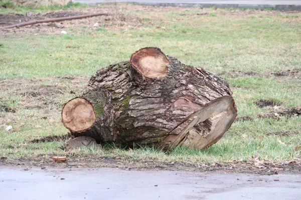 Yeşil çimlerin üzerinde dinlenen büyük bir ağaç kütüğü, doğal güzelliği ve ağaç kesiminin etkisini gösteriyor..
