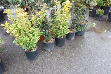 Hoş bir bahçe ortamında kurulmuş canlı saksılardan oluşan güzel bir koleksiyon.