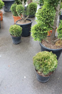 Değişik boyutlarda canlı saksı bitkileri, açık hava alanları ve bahçeleri geliştirmek için mükemmel bir şekilde uygun.