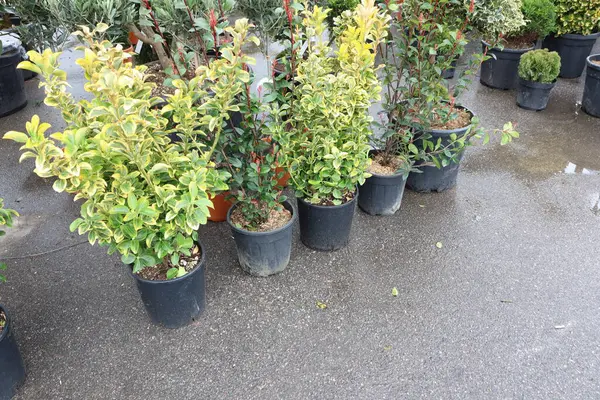 Hoş bir bahçe ortamında kurulmuş canlı saksılardan oluşan güzel bir koleksiyon.