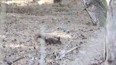 Neşeli küçük bir sincap enerji dolu bir şekilde orman zemininde koşturup yaprakların arasında yiyecek arıyor.