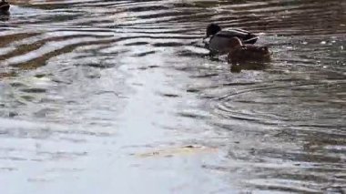 Huzurlu ve sakin bir sahnede ördekler yansıtıcı sularla çevrili sakin bir gölette zarifçe yüzüyorlar.
