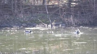 İki çarpıcı ve güzel ördek sakin ve sakin bir ortamda zahmetsizce süzülüyor.
