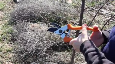 Canlı bir bahçe ortamında, küçük bir çocuk bitkilerin sağlıklı büyümesini sağlamak için makasları ustalıkla buduyor.