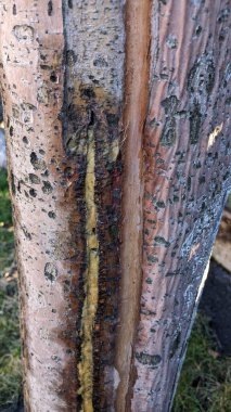 Ağaç kabuklarının yakınlaşması, karmaşık böcek hasarı ve bitki özü akışını gösterir. Doğayı vurgular. Güzel desenler.