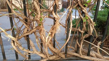 Bu birbirine dolanmış sarmaşıkların yakından çekilmiş görüntüsü. Metal bir çite karşı doğal desenleri güzel bir şekilde sergiliyor.