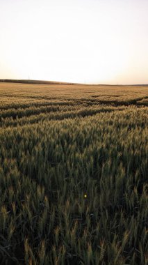 Altın buğday tarlaları ufka kadar uzanır sakin bir günbatımı gökyüzünün altında, huzuru ve doğal güzelliği çağrıştırır.