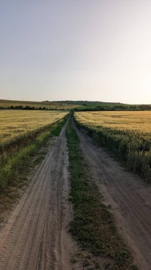 Geniş altın buğday tarlalarıyla çevrili sakin bir toprak yol parlak ve berrak bir gökyüzünün altında uzanır.
