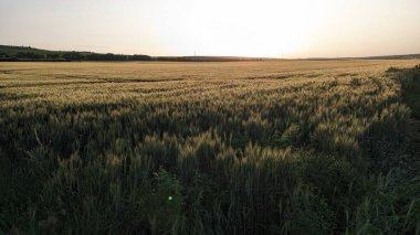 Engin altın buğday tarlalarının nefes kesen manzarası ılık bir gün batımının altında ışıldıyor, şaşırtıcı güzellikler sergiliyor.