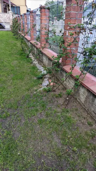 Taze ve yemyeşil çimlerle çevrili büyüleyici, sarmaşıklı bir çitin huzurlu ve huzurlu manzarası.