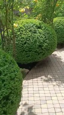 Görsel olarak son derece çekici bir bahçe yolu, güzelce budanmış boxwood çitleriyle kaplı.