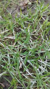 Canlı yeşil çimenlerin detaylı ve büyüleyici bir görüntüsü. Dünyanın her yerinde canlı dokular ve doğal renkler sergiliyor.