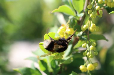 Parlak yeşil çiçeklerden nektar toplayan bir yaban arısı güzellik ve tozlaşma sergiliyor..