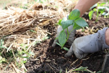 Bir bahçıvan zengin topraklarda genç bir tohum eker, büyümeyi destekler ve ekosistemimizi sürdürülebilir kılar.