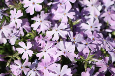 Canlı ve güzel bir çiçek sergisi her bahçenin güzelliğini arttırır.