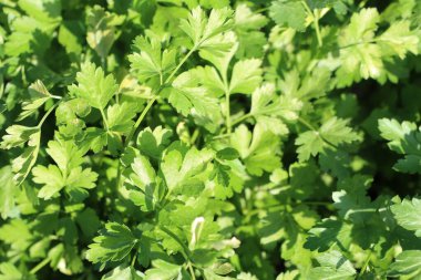Maydanozun canlı, taze yeşil yaprakları çeşitli lezzetli yemeklere hoş bir tat ve garnitür katar.