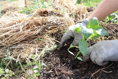 Becerikli bir bahçıvan taze samanla çevrili besleyici topraklara genç ve canlı bir tohum ekiyor.