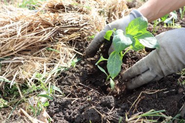 Yakından bakıldığında, zengin, bereketli toprağa samanla canlı yeşil filizler eken ellerin dikkatle çekilmiş görüntüsü.