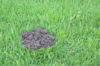 Yüzeyin altında faaliyet gösteren, yemyeşil çimlerin üzerinde yeni dönmüş küçük bir toprak yığını..
