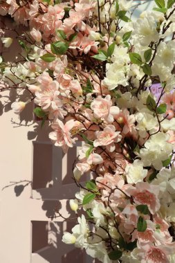 Zarif pembe ve beyaz çiçeklerin çarpıcı bir şekilde sergilenmesi yumuşak bir arka plana karşı güzelliği yaratıyor.