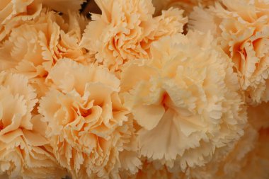 Nefis bir şeftali karanfilinin yakın görüntüsü narin taç yapraklarını ve yumuşak renklerini ön plana çıkarıyor.