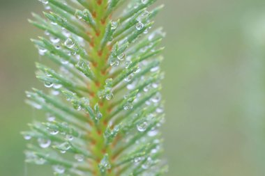 Bir çam iğnesinin titizlikle detaylı bir görüntüsü. Çiğ tanecikleriyle, görkemli bir şekilde ışıldıyor.